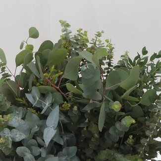 Freshy Eucalyptus Mix 150gr Short (p. bos)