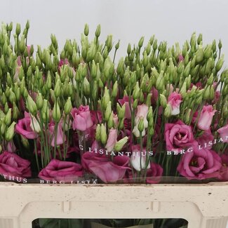 Freshy Eustoma Gevuld Rosi Hot Pink