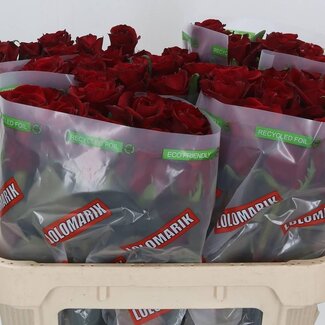 Freshy Rozen “Ever Red” | Kleur: Rood | Lengte ± 70 centimeter | Per 10 rozen