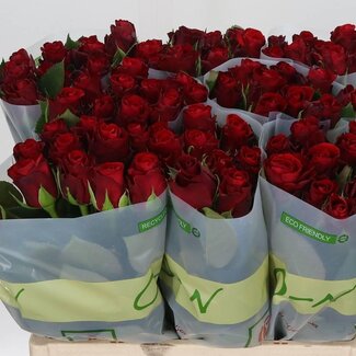 Freshy Rosen “Red Ribbon” | Farbe: Rot | Länge ± 60 centimeter | Pro 20 Rosen