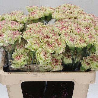 Freshy Anjer Kort Mochi