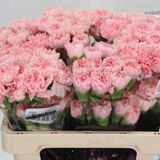 Freshy Anjer Kort Doncel