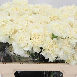 Freshy Anjer Kort Rodas