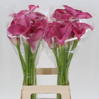 Freshy Zantedeschia Pink Jewel