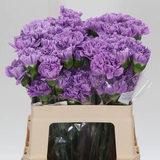 Freshy Anjer Kort Fl Moonaqua