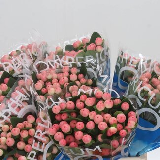 Freshy Hypericum Coco Tiamo