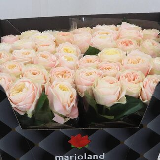 Freshy Rosa Priscilla X L