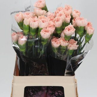 Freshy Anjer Lang Noviado