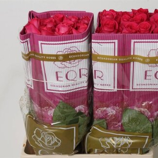 Freshy Grootbloemige Roos “Pink Floyd” | Kleur: Roze | Lengte ± 60 centimeter | Herkomst Ecuador | Per 25 verse bloemen