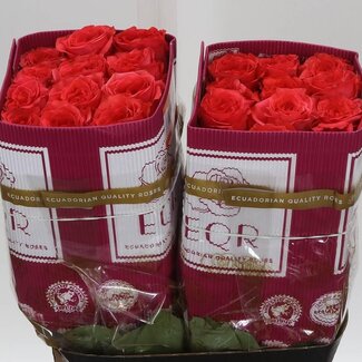 Freshy R Eq Orange Enigma