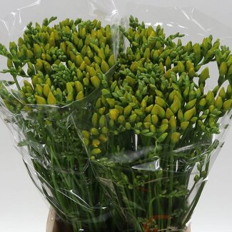 Freshy Freesia dubbel Boulevard