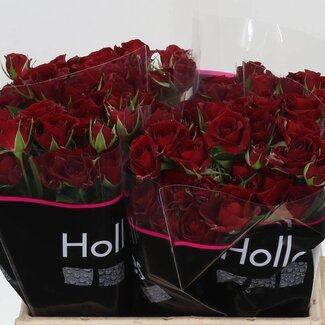 Freshy Holländische Trosroos “Pushkin” | Farbe: Rot | Länge ± 40 centimeter | Pro 20 frische Blumen