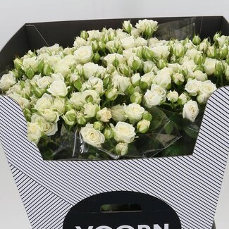 Freshy Trosroos “Josephine Voorn” | Kleur: Wit | Lengte ± 70 centimeter | Per 10 verse bloemen
