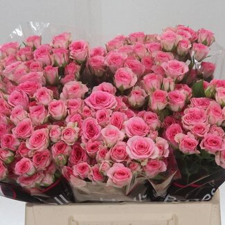 Freshy Holländische Trosrose “Tralala” | Farbe: Rosa | Länge ± 40 Zentimeter | Pro 20 frische Blumen