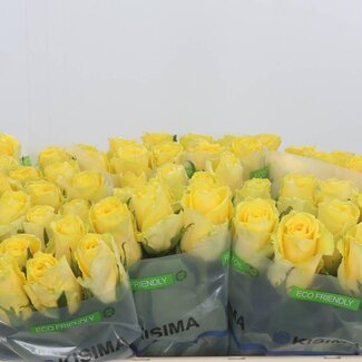 Freshy Rozen “Good Times” | Kleur: Geel | Lengte ± 50 centimeter | Per 10 rozen
