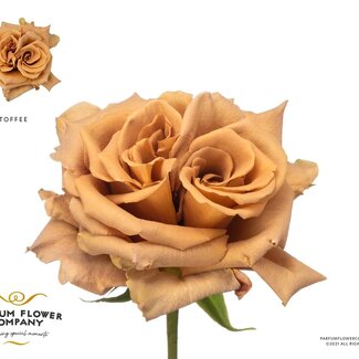 Freshy Rosa Garden Toffee