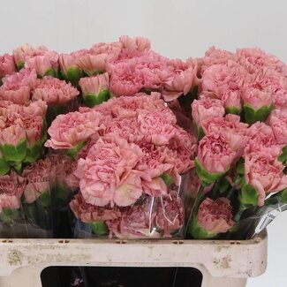 Freshy Anjer Kort Lege Pink