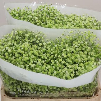 Freshy Gyps Kleurbehandeld Apple Green