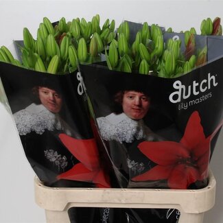 Freshy Lelie Longi x Aziatic Aqua Ducati