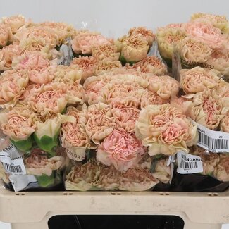 Freshy Anjer Kort Lege Marrone