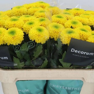 Freshy Deco Chrysanthemum Chrysant “Brasiliana” | Kleur: Geel | Lengte ± 70 centimeter | Per 10 verse bloemen