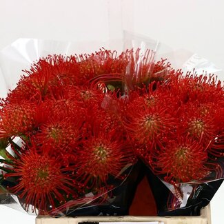 Freshy Nutans Succession