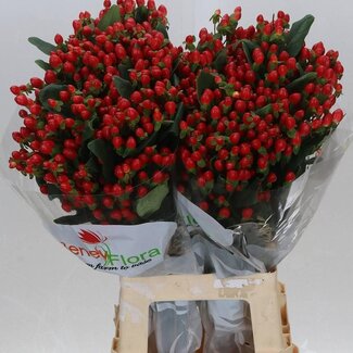 Freshy Hypericum Go Top