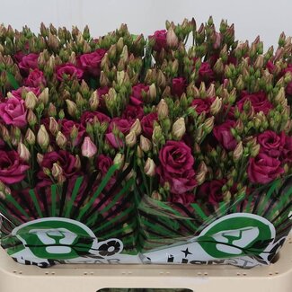 Freshy Eustoma Gevuld Rosita Cherry