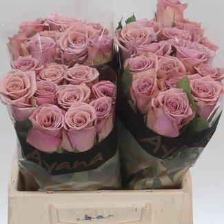 Freshy Rosa Pillow Talk