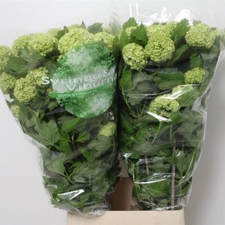 Freshy Sneeuwbal 4 Kop