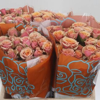 Freshy Trosroos “Antigua” | Kleur: Oranje | Lengte ± 40 centimeter | Per 20 verse bloemen