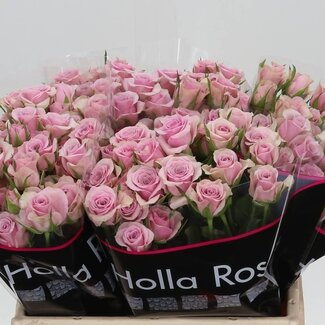 Freshy Holländische Rispenrose “Leila” | Farbe: Lila | Länge ± 40 centimeter | Pro 20 frische Blumen