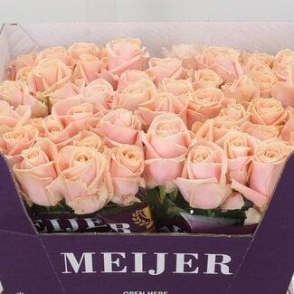 Freshy Rosa Pearl Avalanche