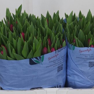 Freshy Tulp enkel Pink Ardour