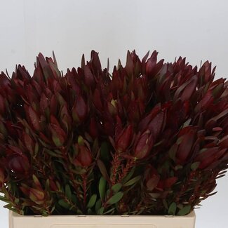Freshy Leucadendron Saf Sunset
