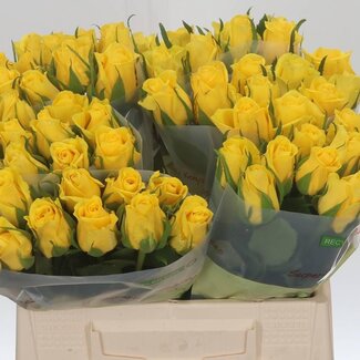 Freshy Rosa Moonwalk