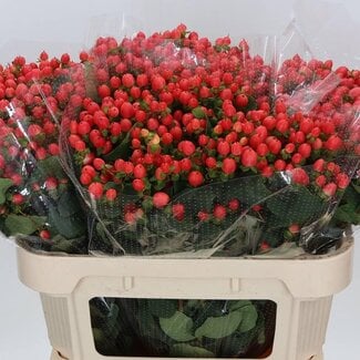 Freshy Hypericum Mag Roy Princess