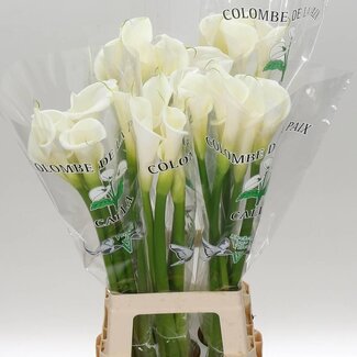 Freshy Zantedeschia Ae Colombe Paix