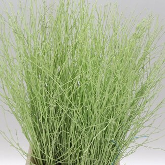 Freshy Berkentakken | Kleur: Groen | Lengte ± 60 centimeter | Per 5 takken