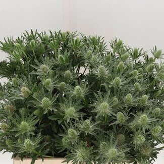 Freshy Eryngium Sirius Questar
