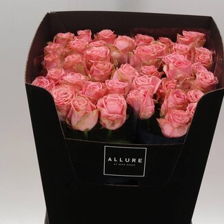 Freshy Rosa Sophia Loren Allure