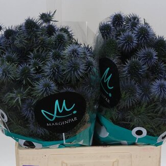 Freshy Eryngium Scorpius Questar