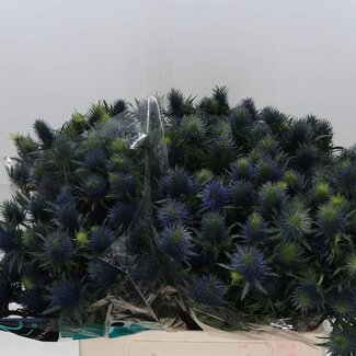 Freshy Eryngium Supernova Qstar