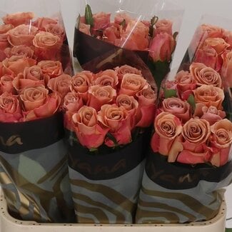 Freshy Rosa Moccachino