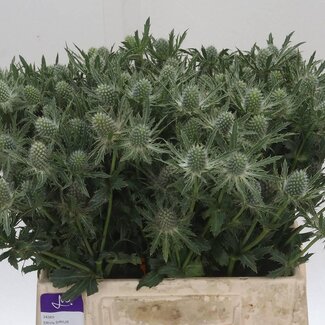 Freshy Eryngium Sirius Questar