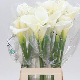 Freshy Zantedeschia Ae Colombe Paix