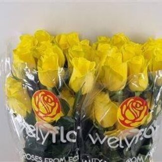 Freshy Grootbloemige Roos “Goldfinch” | Kleur: Geel | Lengte ± 50 centimeter | Herkomst Ecuador | Per 25 verse rozen