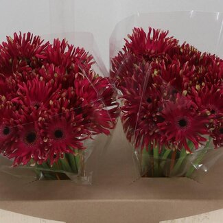 Freshy Gerbera * Pastini Vicenza x25