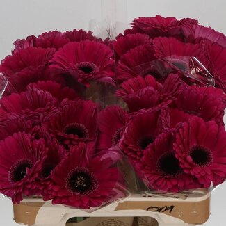Freshy Gerbera * Aladin X10