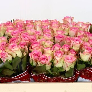 Freshy Rozen “Lovely Jewel” | Kleur: Roze | Lengte ± 50 centimeter | Per 20 rozen